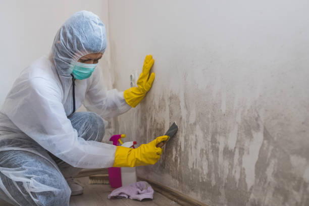 Best Environmental Consulting for Mold Prevention  in River Bend, NC