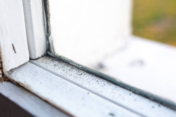 Best Mold Odor Removal Services  in River Bend, NC