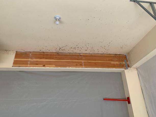 Best Post-Construction Mold Inspection  in River Bend, NC