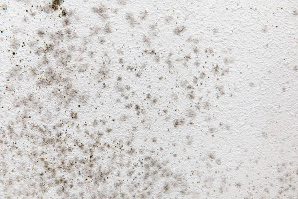 Best Mold Documentation for Insurance Claims  in River Bend, NC